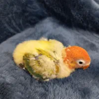 جوجه طوطی برزیلی سرلاکی