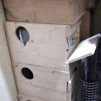 لونه تخم عروس هلندی درب از بغل سفارشی ساخت