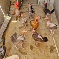 مرغ وخروس محلی اصل