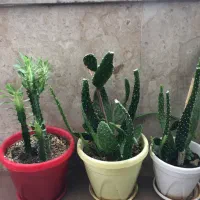 گل گلدان کاکتوس|گل و گیاه طبیعی|کرمانشاه, |دیوار