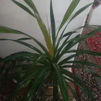 گل عنکبوتی  مخصوص مغازه و اپارتمان