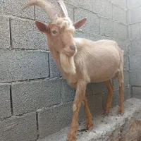 پازن آلپاین وسانن وکهره نر سانن|حیوانات مزرعه|خورموج, |دیوار