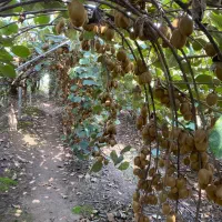 پرتقال تامسون و نارنگی|عمده‌فروشی|آمل, |دیوار