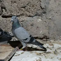 کبوتر