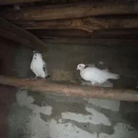 کبوتر زیبا و پرشی|پرنده|بوکان, |دیوار