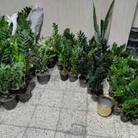 گل زاموفیلیا|گل و گیاه طبیعی|مشهد, تلگرد|دیوار