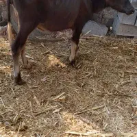 یک عدد حشوه ماده جنس خوب خوش خوراک