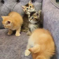 گربه بریتیش