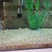 زیبایی منزل|ماهی|تهران, پرستار|دیوار