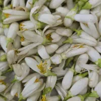 عرق بهار  نارنج