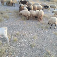 بره
