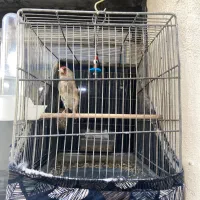 سهره ماده اماده جفت