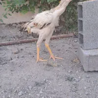 جوجه خروس لاری