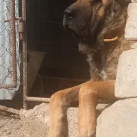 سگ سرابی اصیل