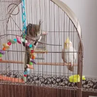 عروس هلندی جفت