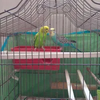 یک جفت مرغ عشق