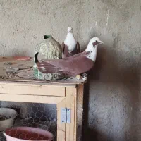 کلاغ سرخ|پرنده|نیشابور, خیام|دیوار