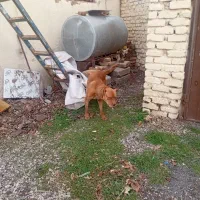 واگذاری سگ پیتبول نر