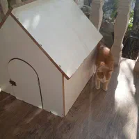 لانه سگ|لوازم جانبی حیوانات|هشتگرد, فشند|دیوار