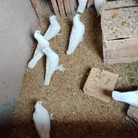 تعدادی کبوتر سفید فروشی