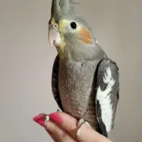 عروس هلندی۴ماهه