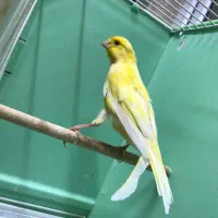 قناری نر بخوان|پرنده|اردبیل, |دیوار