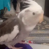 عروس هلندی سخنگو|پرنده|پاکدشت, شهرک امام رضا|دیوار