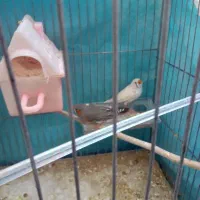 فنچ نر ماده کار درست|پرنده|کرمان, |دیوار