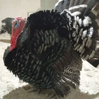 بوقلمون|حیوانات مزرعه|شیروان (خراسان), |دیوار