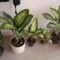 فیلندرون میکس و نئون