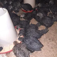 جوجه مرغ خروس جهادی بلک52روزه اکسنخورده پاینوبخون