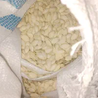 فروش کدو خام