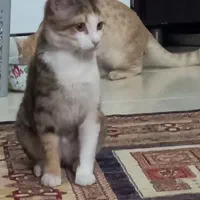 بچه گربه DSH ماده مهربون شناسنامه دار