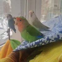 چهار طوطی برزیلی بالغ و سخنگو به همراه لوازم جانبی|پرنده|اردبیل, |دیوار