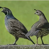 فروش نر بلدرچین کالیفرنیا