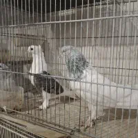 ماده یکتی وکله الماسی