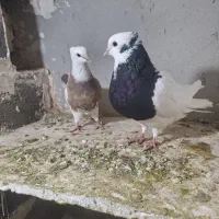 کبوتر طوقی رنگی|پرنده|ساوه, |دیوار