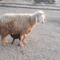 میش بره دار