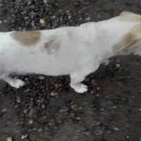 سگ شیواوا|سگ|رشت, دیلمان|دیوار