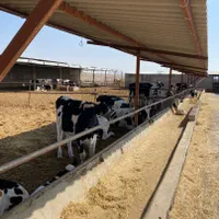 مجموعه گاوداری 100راسی و7 هکتار زمین واب|فروش دفتر صنعتی، کشاورزی، تجاری|نیشابور, ماروسک|دیوار