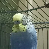 مرغ عشق خوشگل جفت