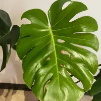 مونسترا برگ انجیری|گل و گیاه طبیعی|تهران, سید خندان (جلفا)|دیوار