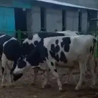 نر خالص هلشتاین با سرک بالا