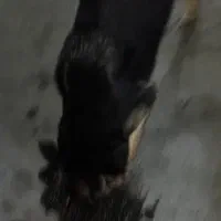 گمشده در بازار|حیوانات|ایذه, |دیوار