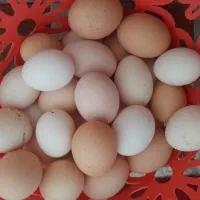 تخم مرغ
