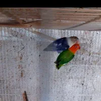 کوتوله نروماده فوق دستی و سخنگو