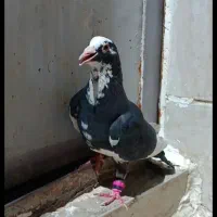 دوتا قره کرمونی نر