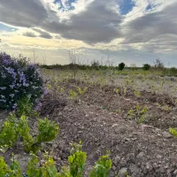 نگهبان بازنشسته شبانه