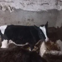 گاو شیری هلشتان|حیوانات مزرعه|اردبیل, |دیوار