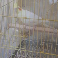 قفس عروس هلندی